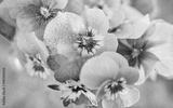 preview bw