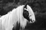 preview bw