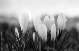 preview bw