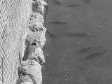 preview bw