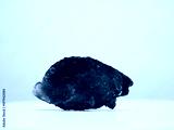 preview cold