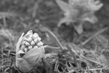 preview bw