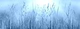preview cold