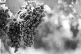 preview bw