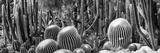 preview bw