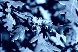 preview cold
