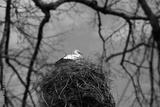 preview bw