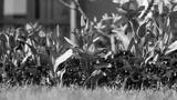 preview bw