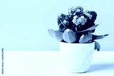 preview cold