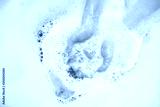 preview cold