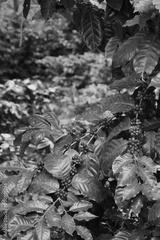 preview bw