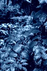 preview cold