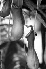 preview bw