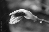 preview bw