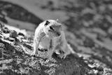 preview bw