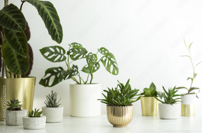 image to crop