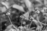 preview bw