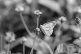 preview bw