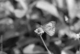 preview bw