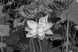 preview bw