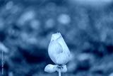 preview cold