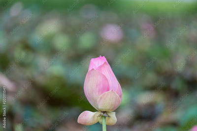 image to crop