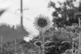 preview bw