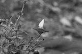 preview bw