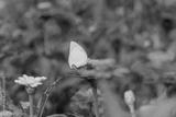 preview bw