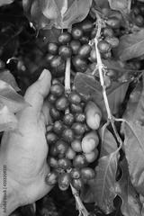 preview bw