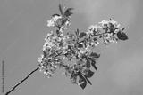 preview bw
