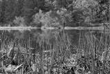 preview bw