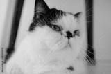preview bw