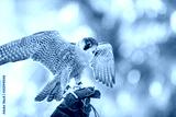 preview cold