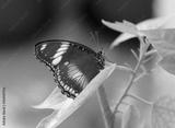 preview bw