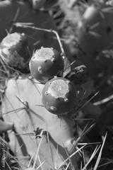preview bw
