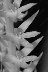 preview bw