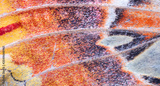 preview original