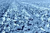 preview cold