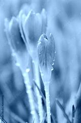 preview cold