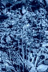 preview cold