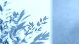 preview cold