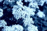 preview cold
