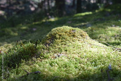 image to crop