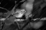 preview bw