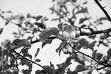 preview bw