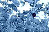 preview cold
