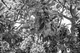 preview bw