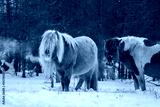 preview cold