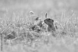 preview bw
